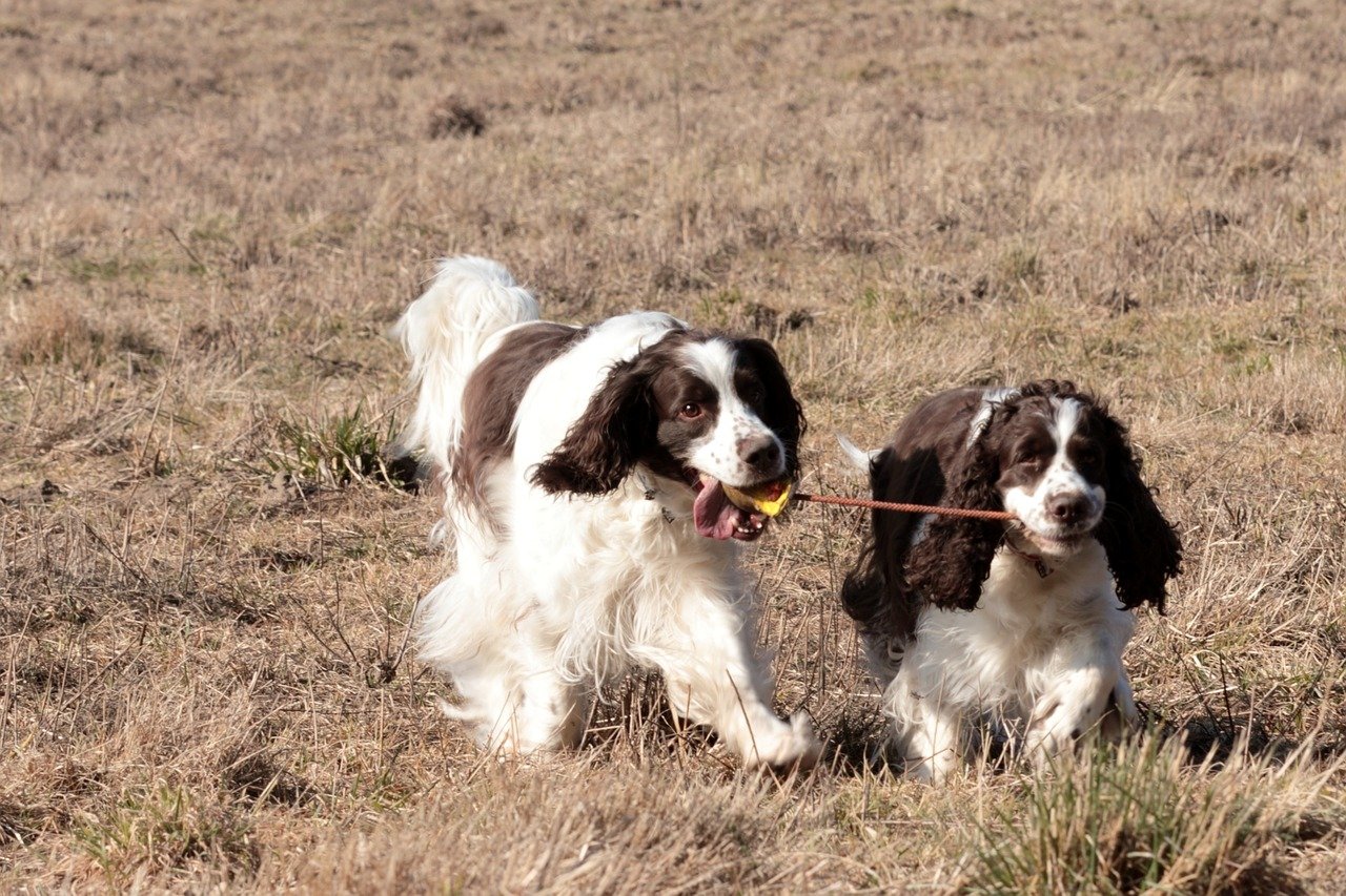 Engelse Springer Spaniel - Engelse hondenrassen