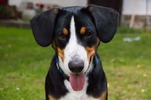 Entlebucher Sennenhond