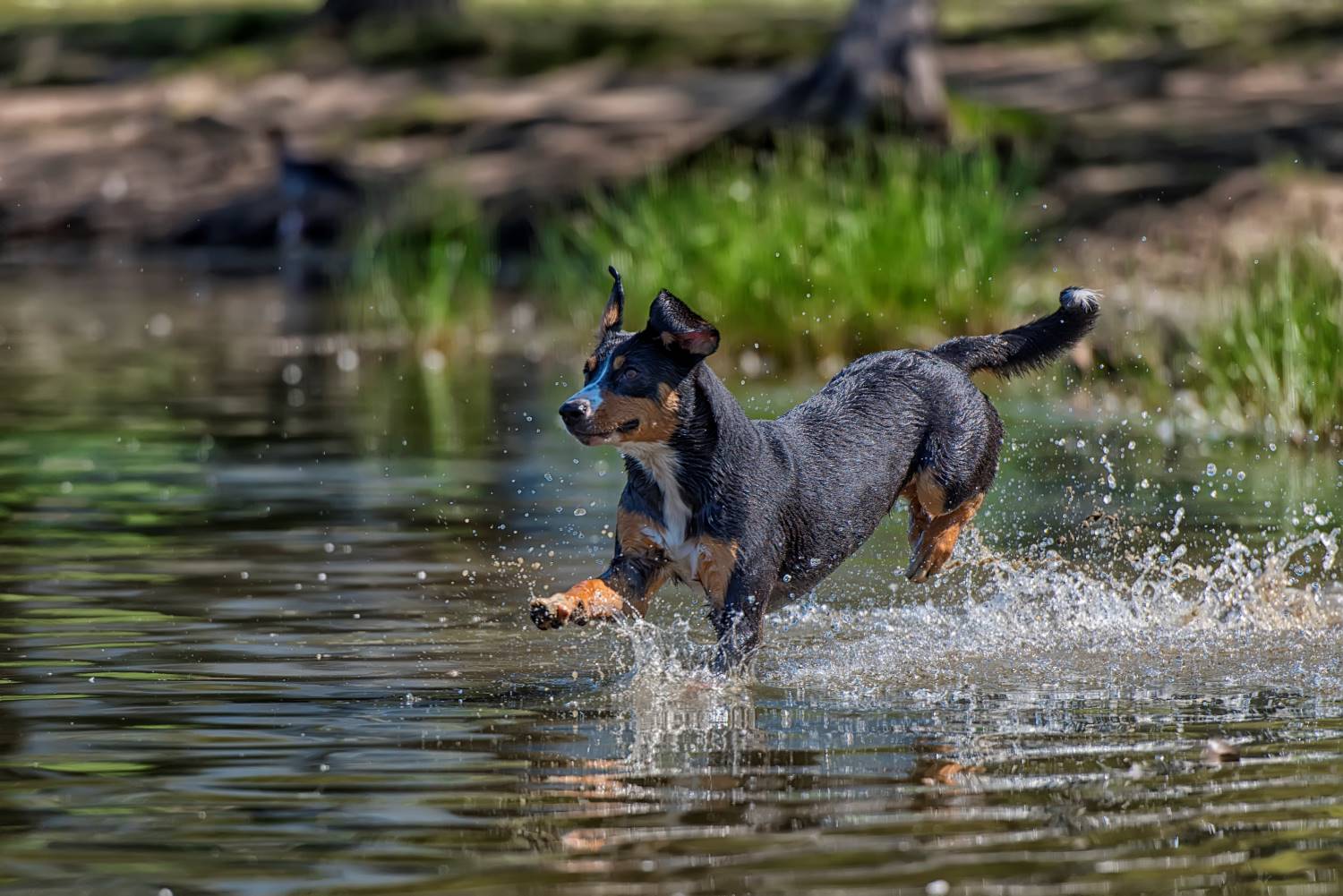 Entlebucher Sennenhond Depositphotos_207719294_S