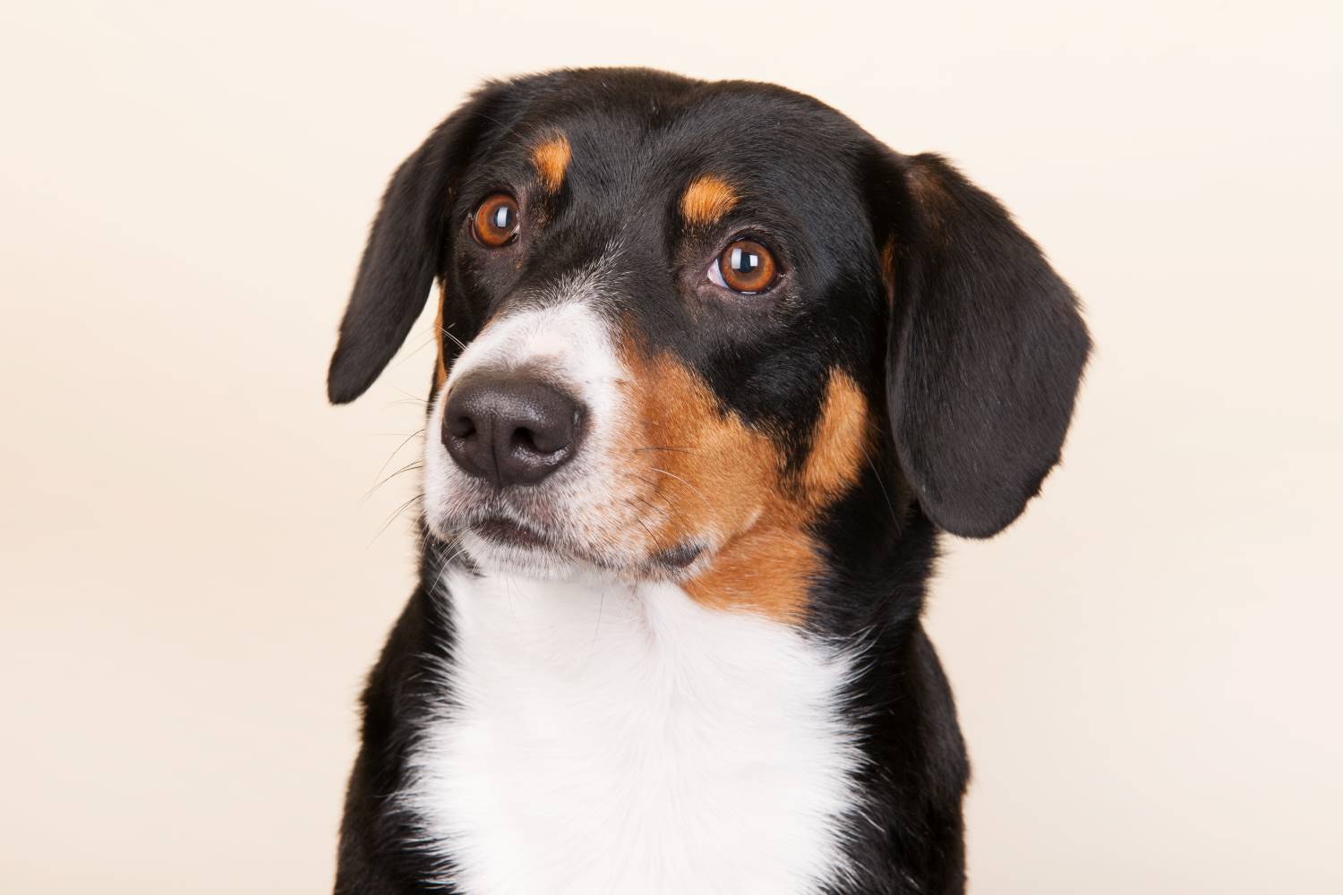 Entlebucher Sennenhond Depositphotos_47391473_S