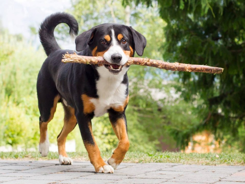 Entlebucher Sennenhond Depositphotos_80910932_S