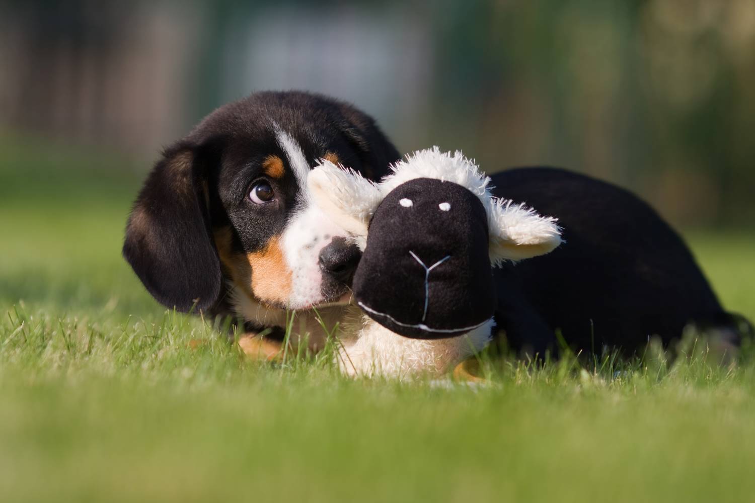 Entlebucher Sennenhond puppy Depositphotos_54856995_S