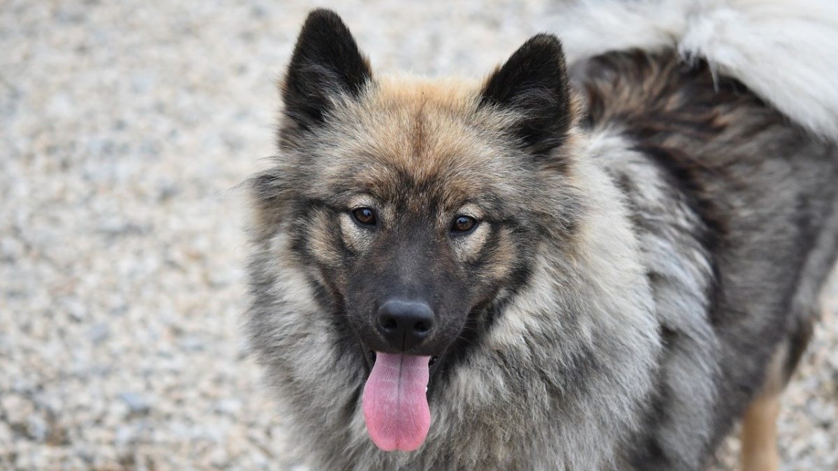 Eurasier