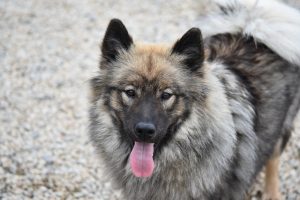 Eurasier