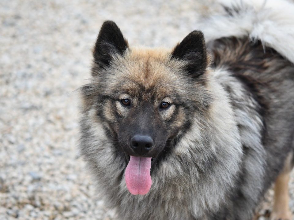 Eurasier