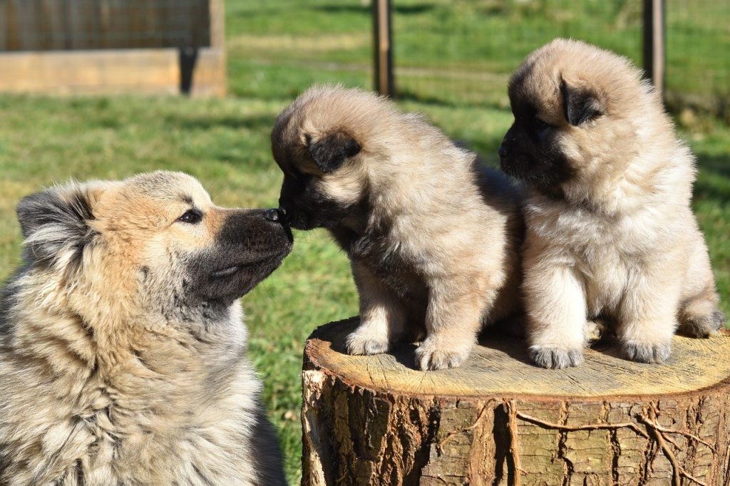 Eurasier met puppy