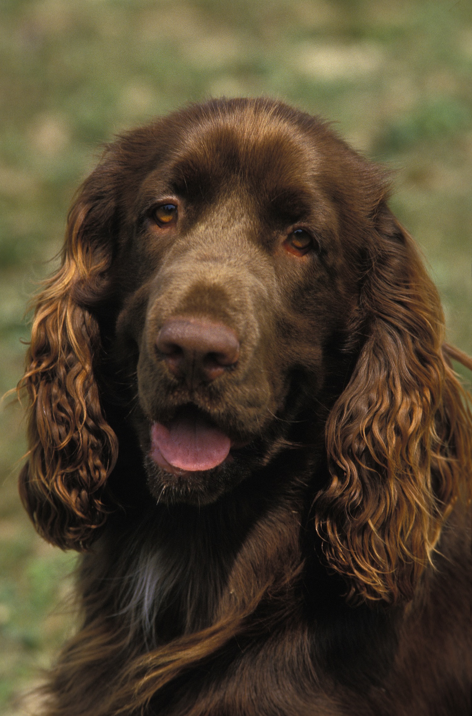 Field-Spaniel-Depositphotos_342934526_S