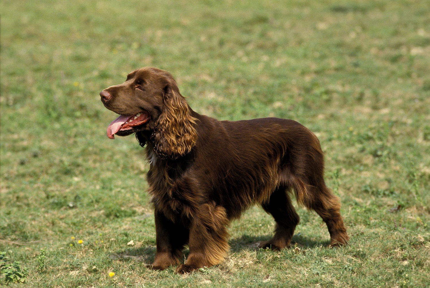 Field-Spaniel-Depositphotos_350765208_S