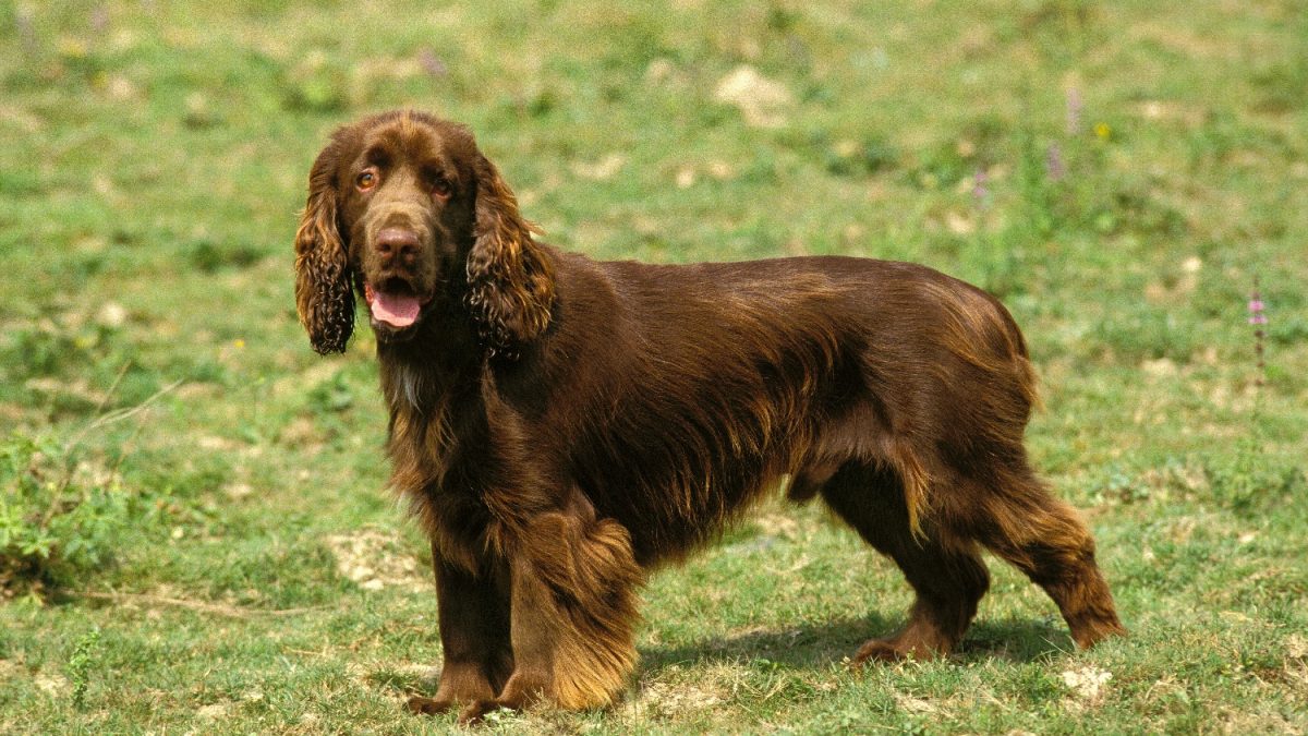 Field-Spaniel-Depositphotos_350782014_S