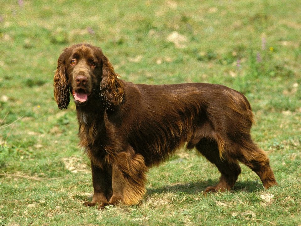 Field-Spaniel-Depositphotos_350782014_S