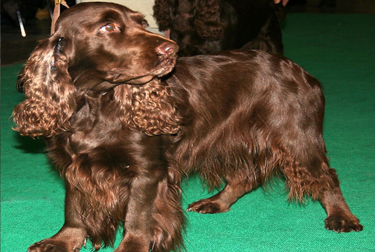 Field Spaniel