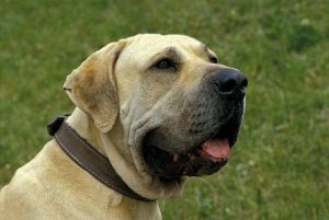 Fila Brasileiro, a Dog Breed from Brazil Fila-Brasileiro-Depositphotos_350771384_S