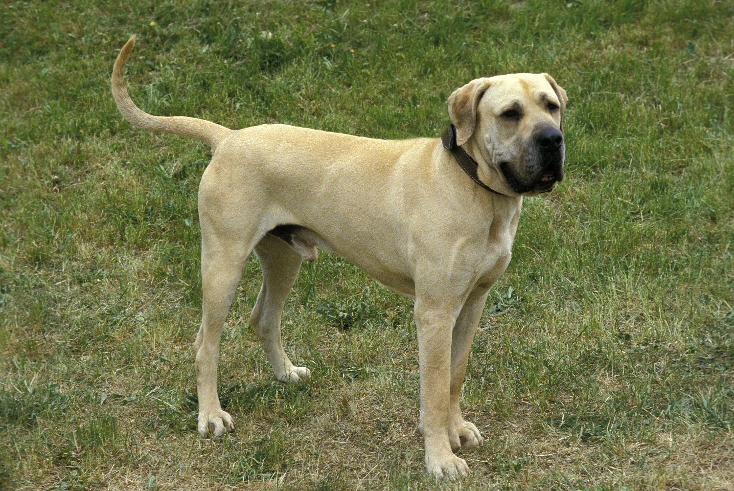 kust voetstuk holte Fila Brasileiro | Karakter | Verzorging | Hondenrassen | De Nieuwe Hond