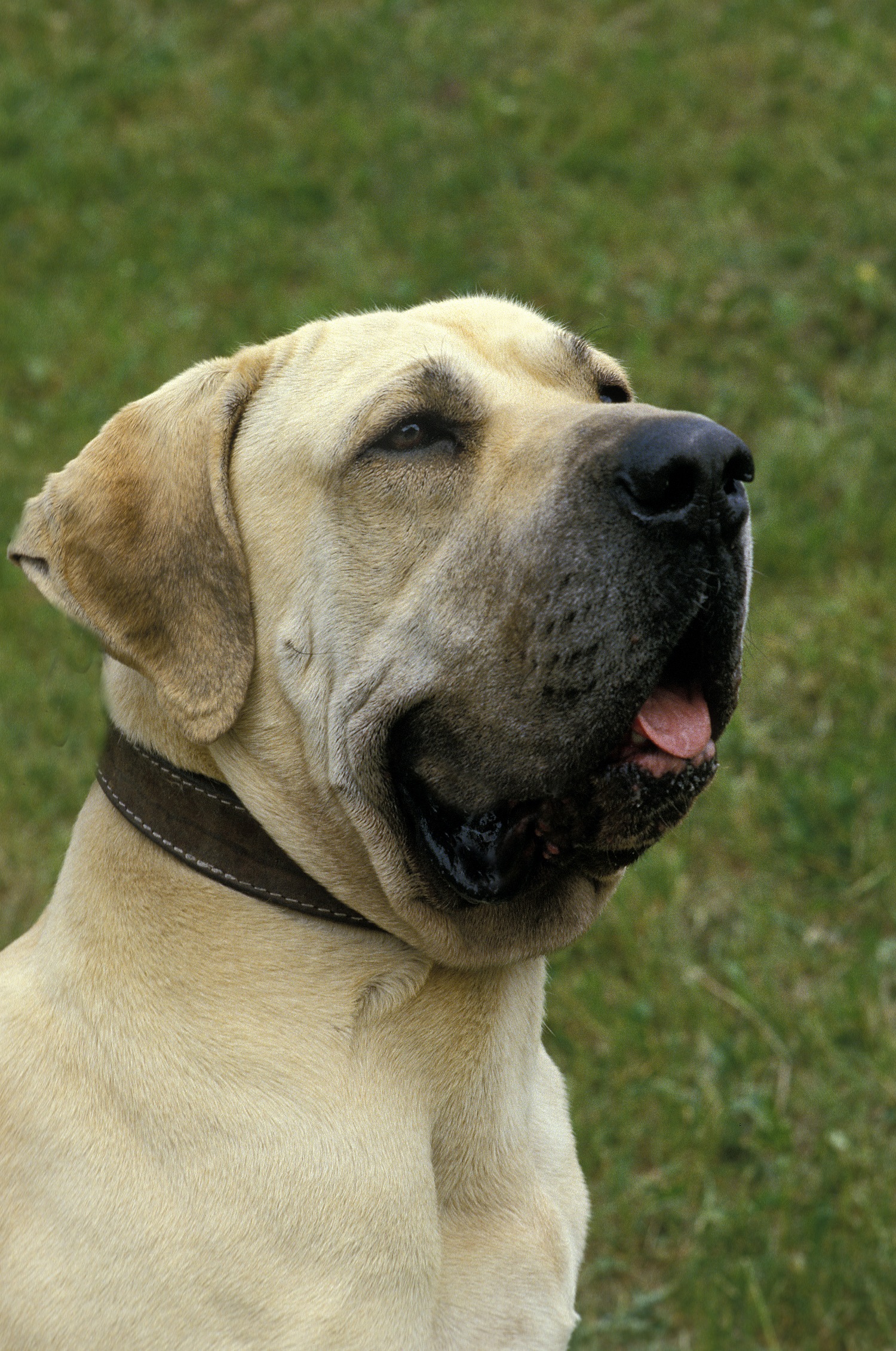 kust voetstuk holte Fila Brasileiro | Karakter | Verzorging | Hondenrassen | De Nieuwe Hond