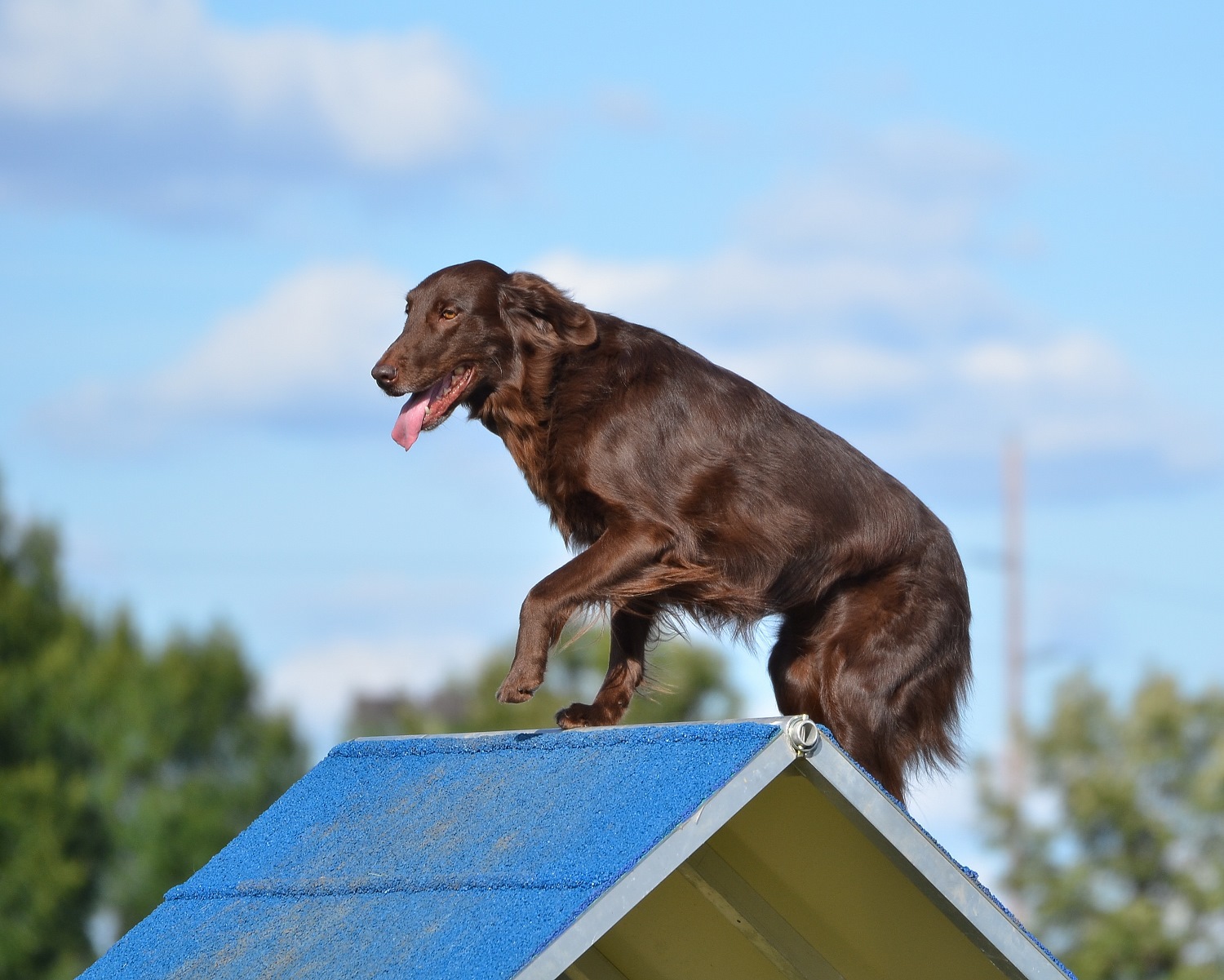 Flatcoated-Retriever-Depositphotos_101176272_S