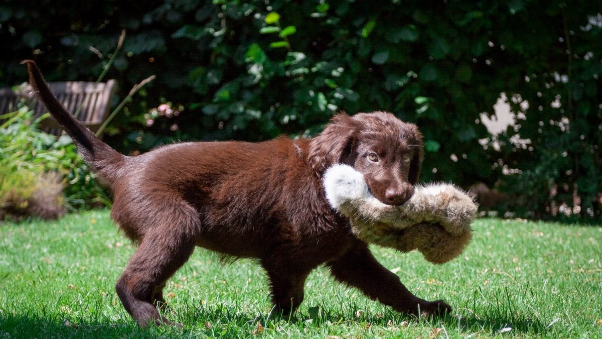Flatcoated-Retriever-puppy-Depositphotos_50635293_S