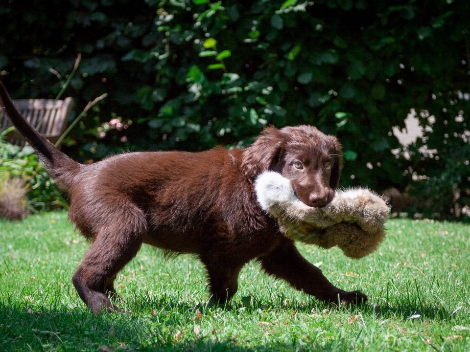 Flatcoated-Retriever-puppy-Depositphotos_50635293_S