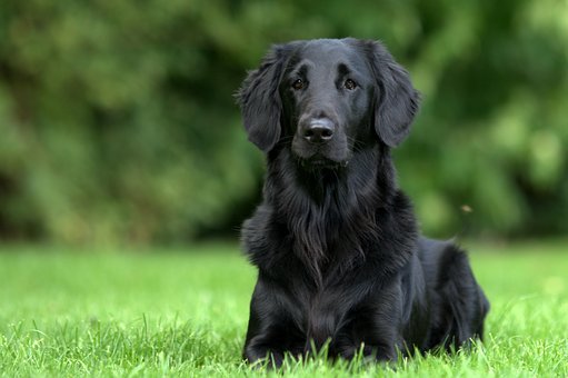 Flatcoated Retriever - Flatcoated Retriever