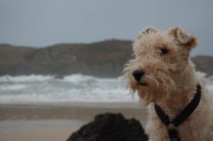 Foxterrier