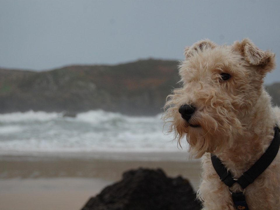 Foxterrier