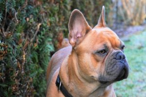 Franse Bulldog