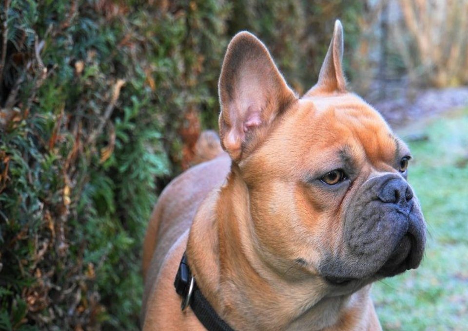 Franse Bulldog