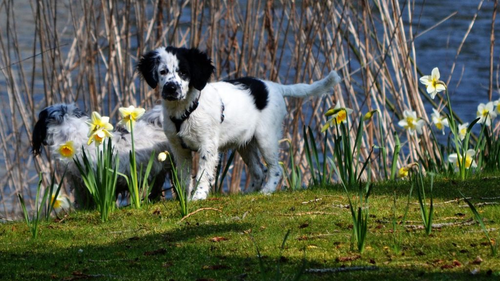 Friese Stabij puppy