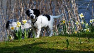 Friese Stabij puppy