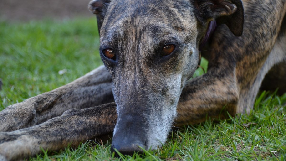 Galgo Espanol