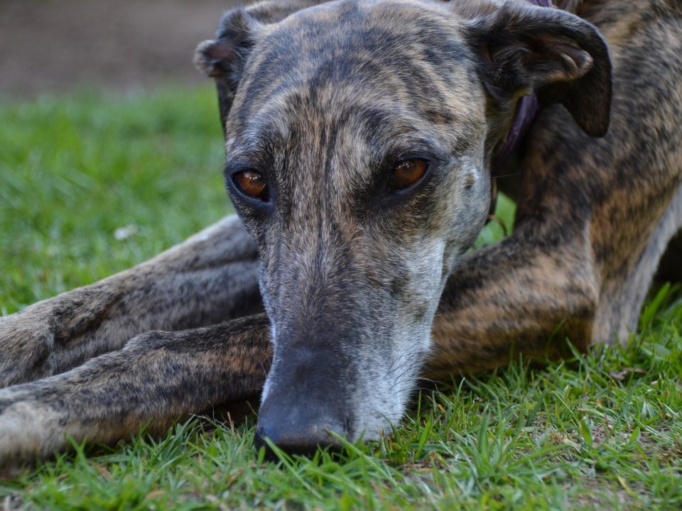 Galgo Espanol