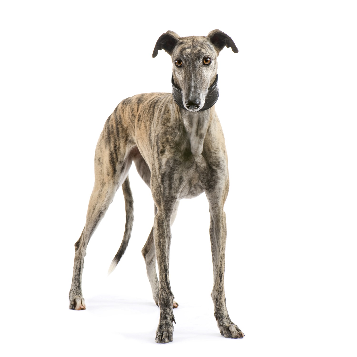 Galgo-Espanol-Depositphotos_10875599_S