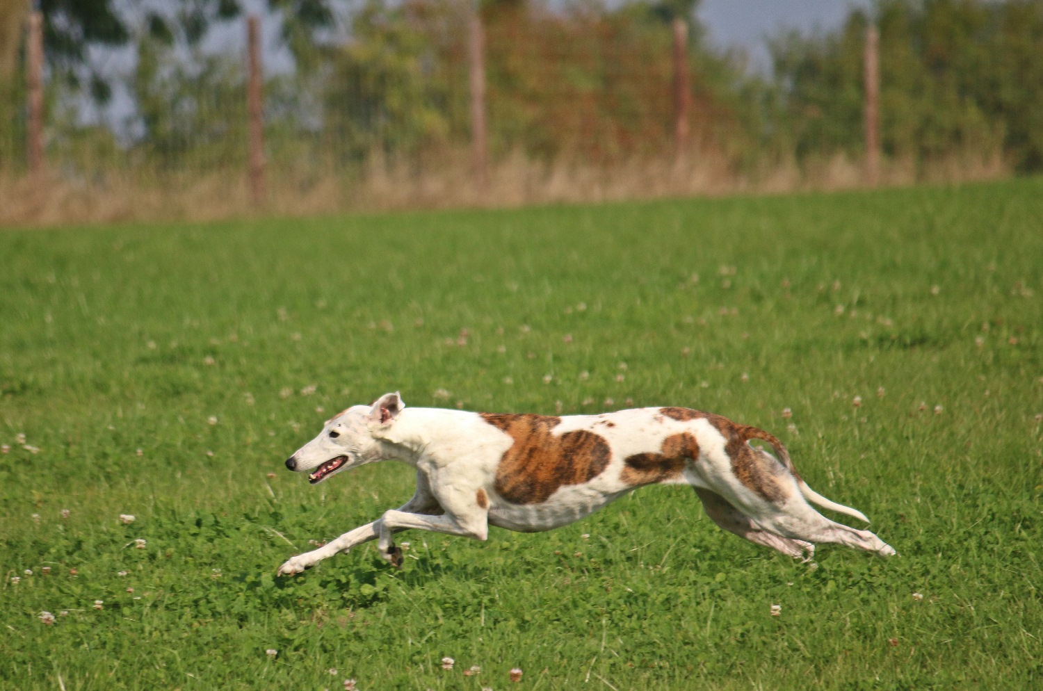 Galgo Espanol Depositphotos_186529756_S