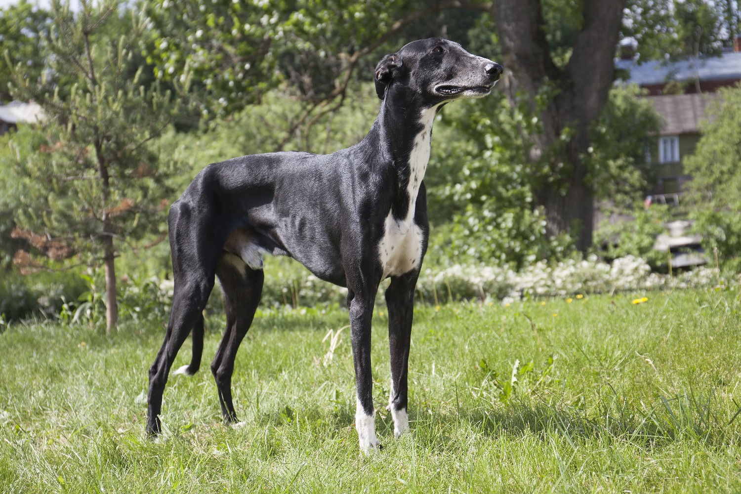  Galgo-Espanol-Depositphotos_30546605_S