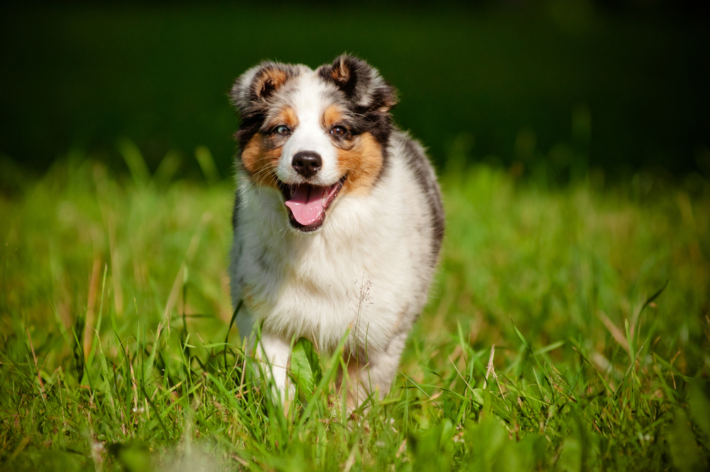 Gedrag en Karakter van de Australian Shepherd - australian shepherd dog puppy runnings outdoors summer - Depositphotos_17378733_S