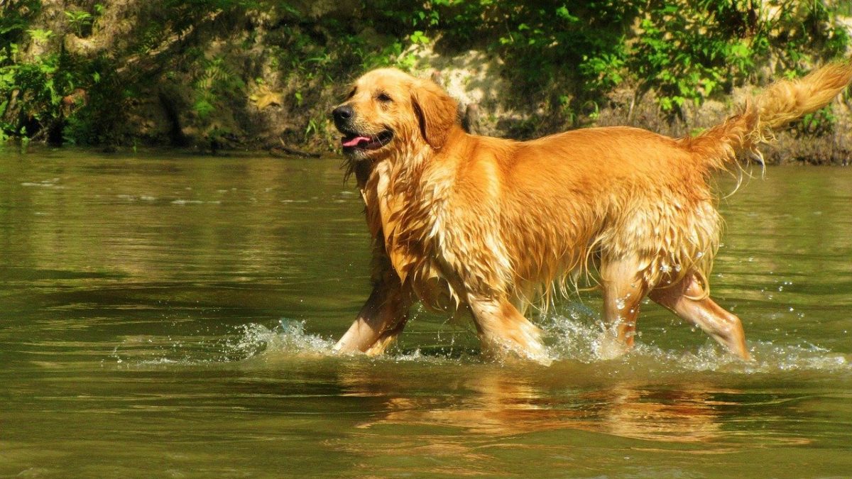 Zeeslak maximaal schuif Golden Retriever | Alles over hondenrassen en pupp's | De Nieuwe Hond