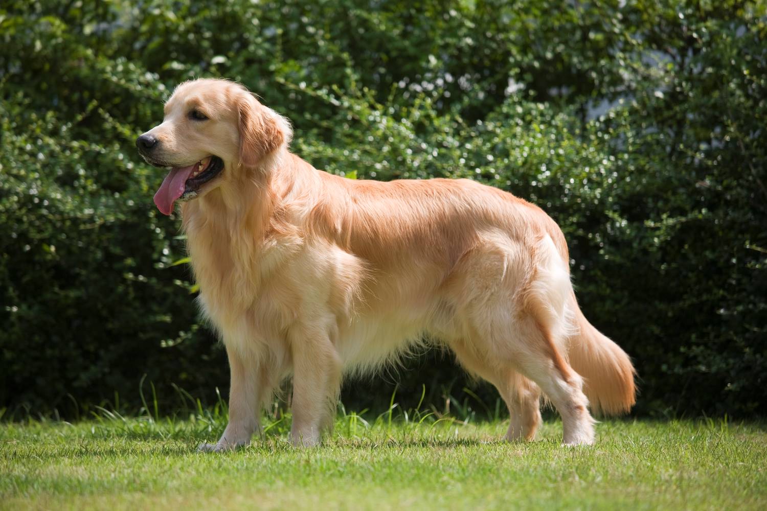 Golden Retriever Depositphotos_24718601_S