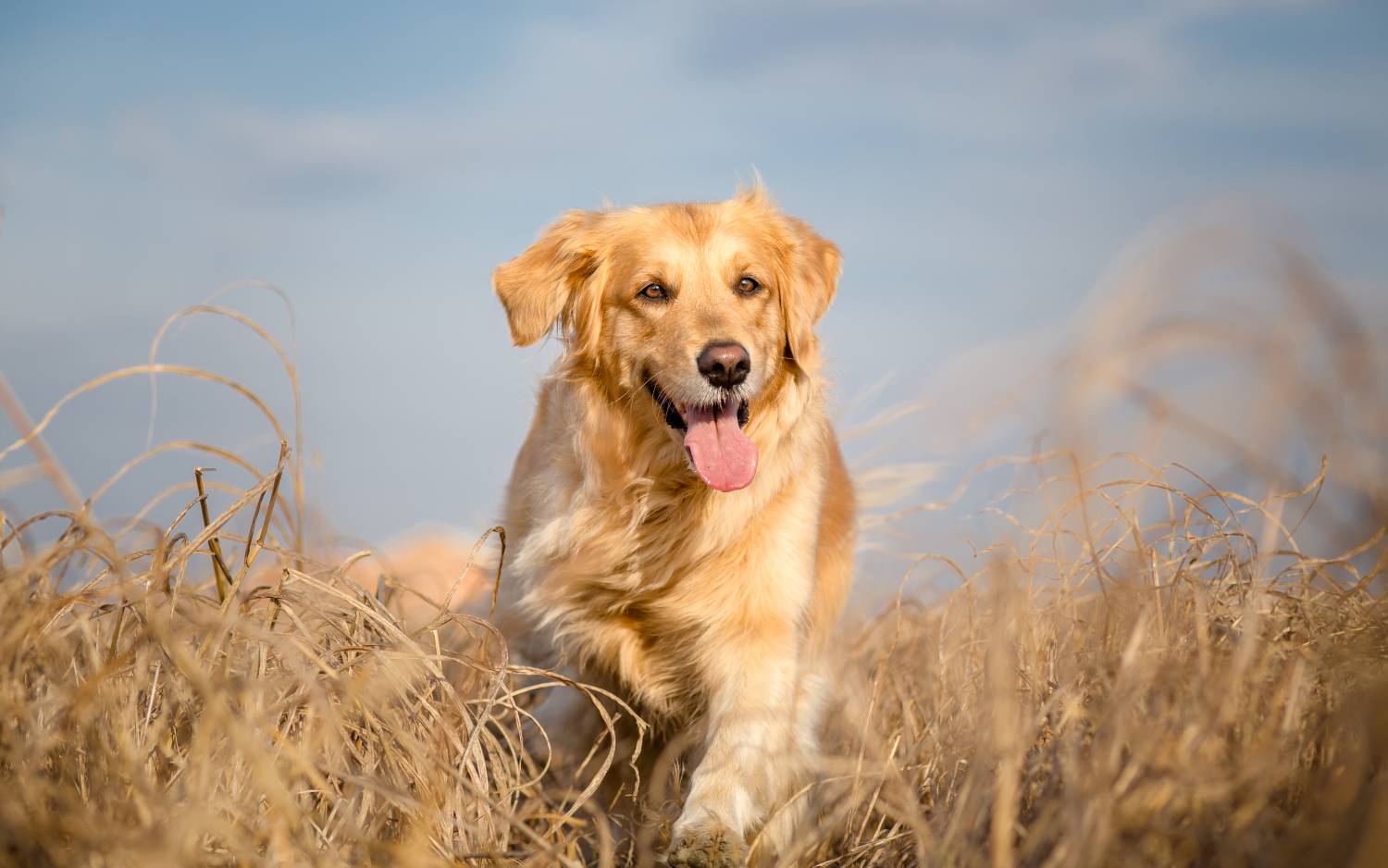 makkelijke hondenrassen Golden Retriever Depositphotos_58089041_S