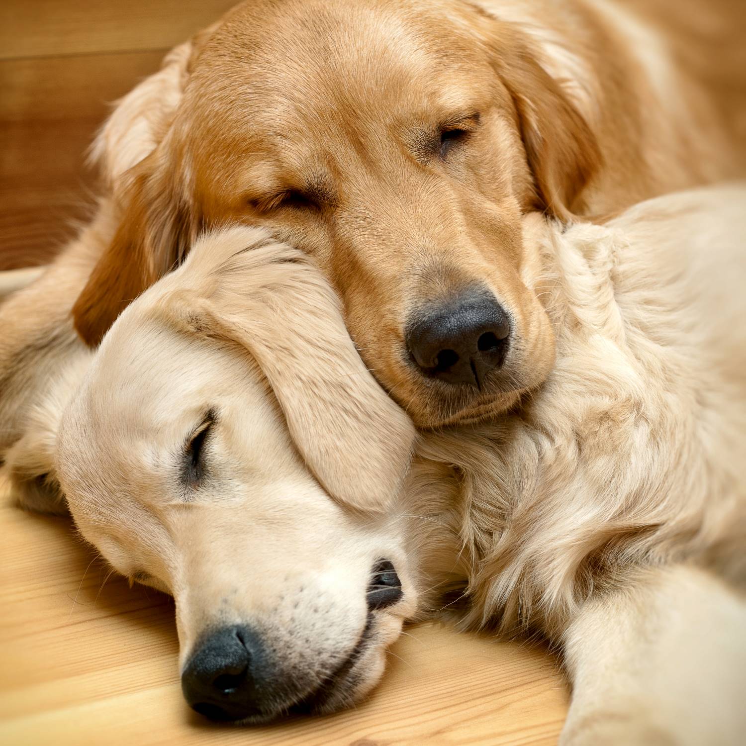 Golden Retriever Depositphotos_9957071_S