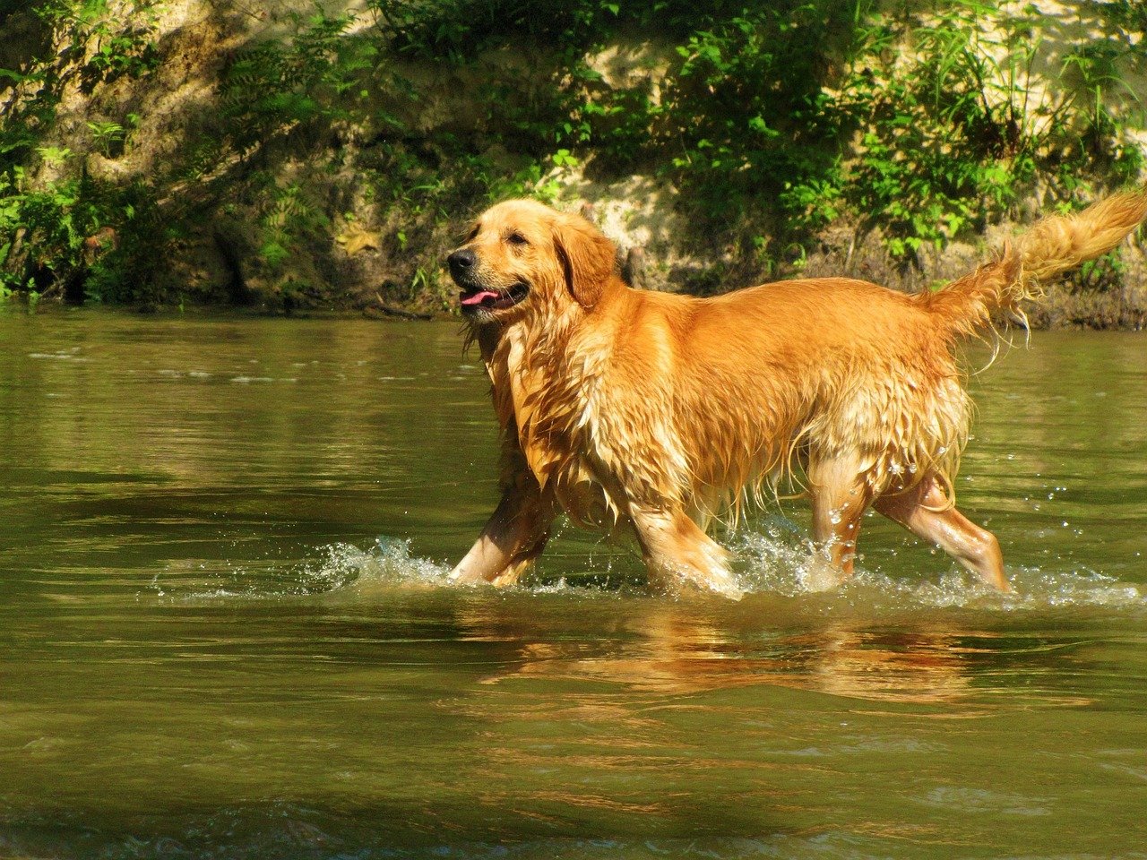 Zeeslak maximaal schuif Golden Retriever | Alles over hondenrassen en pupp's | De Nieuwe Hond