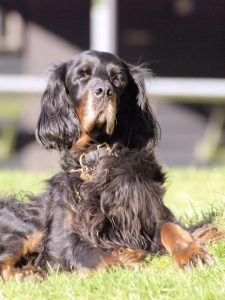 Gordon Setter