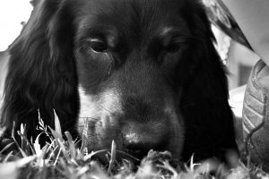 Gordon Setter