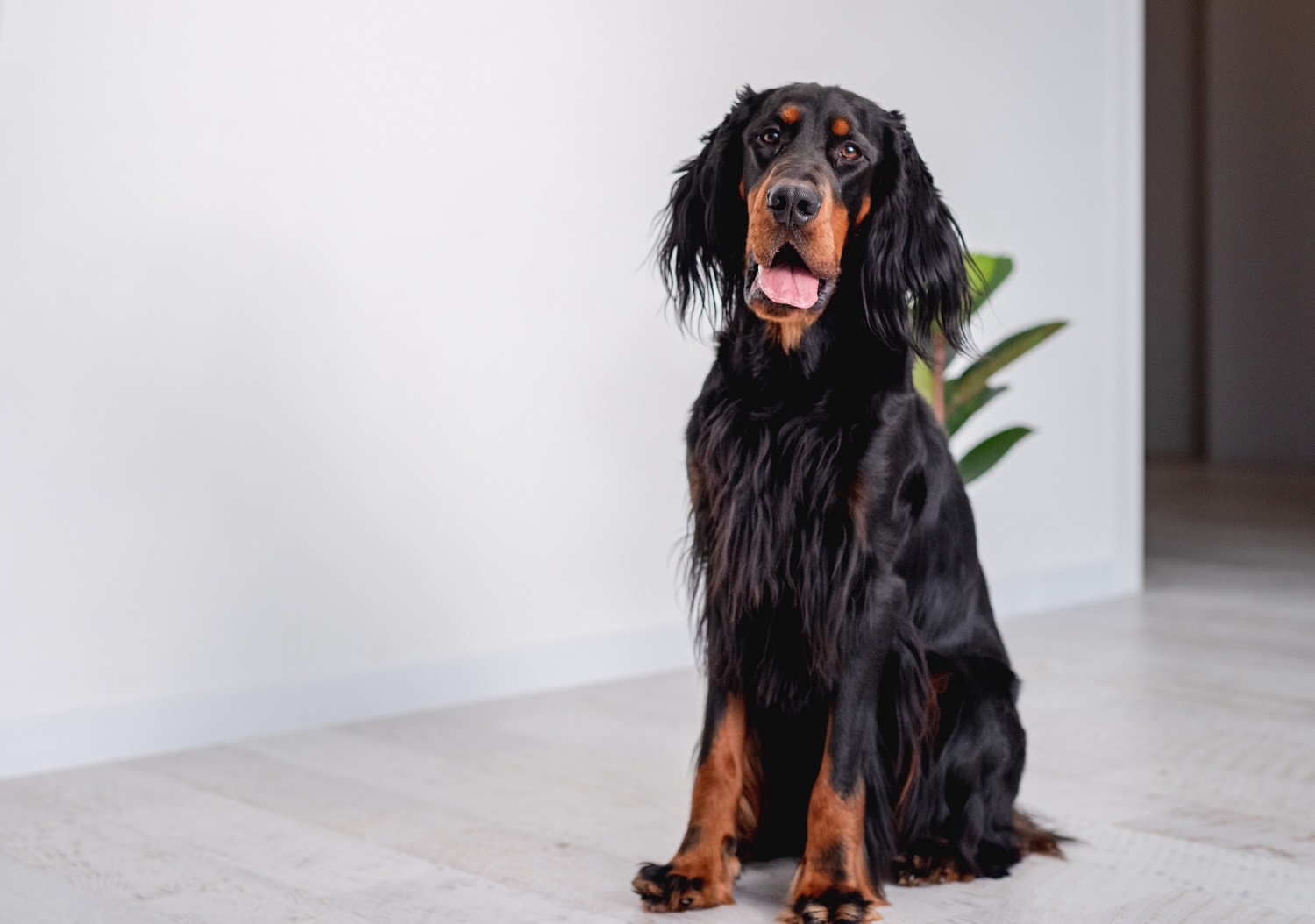 Gordon-Setter-Depositphotos_434252060_S