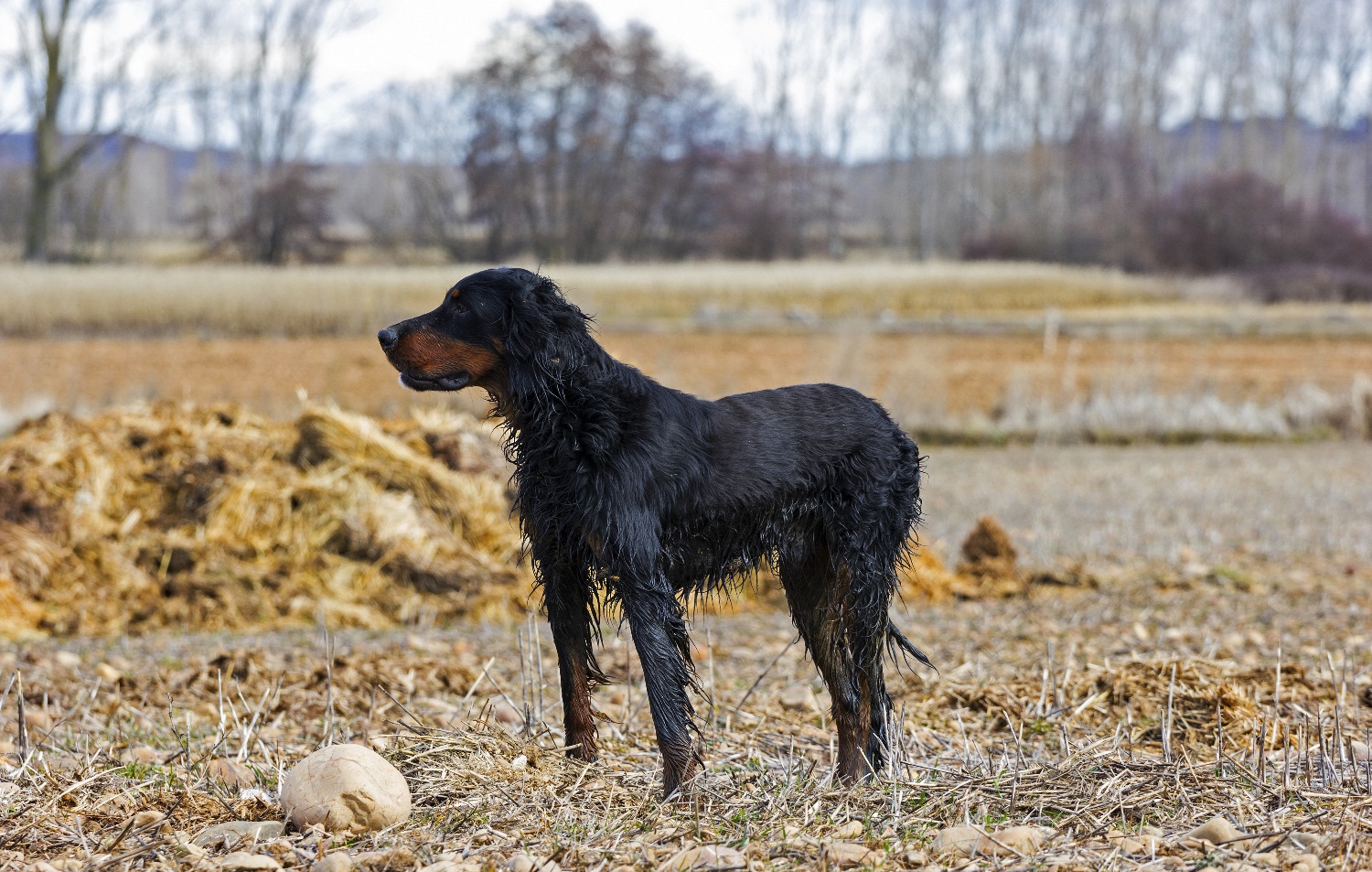 Gordon-Setter-Depositphotos_74613375_S