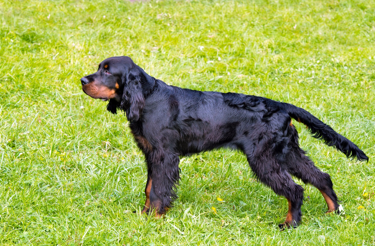 Gordon Setter Depositphotos_82831844_S