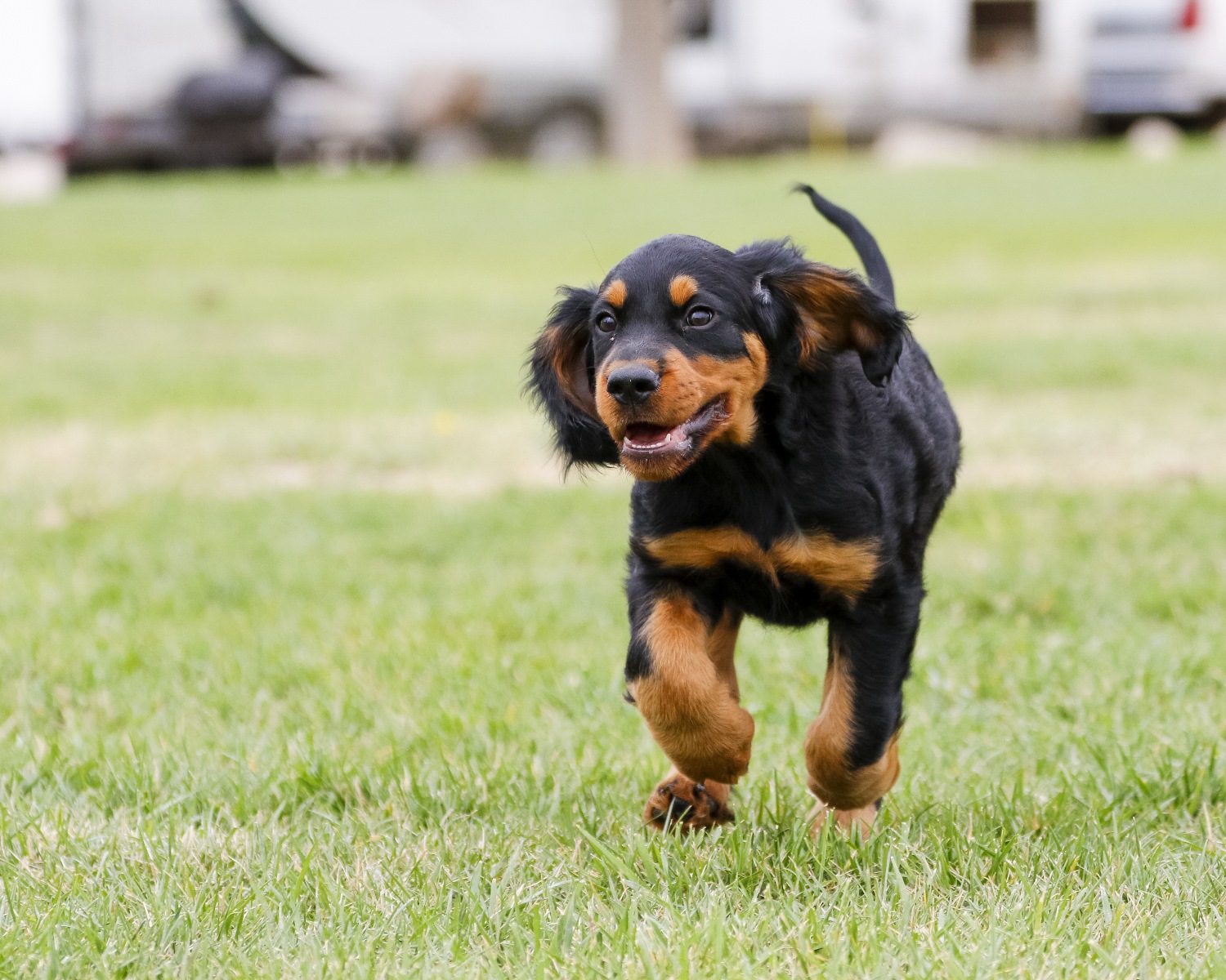 Gordon Setter Depositphotos_96545048_S