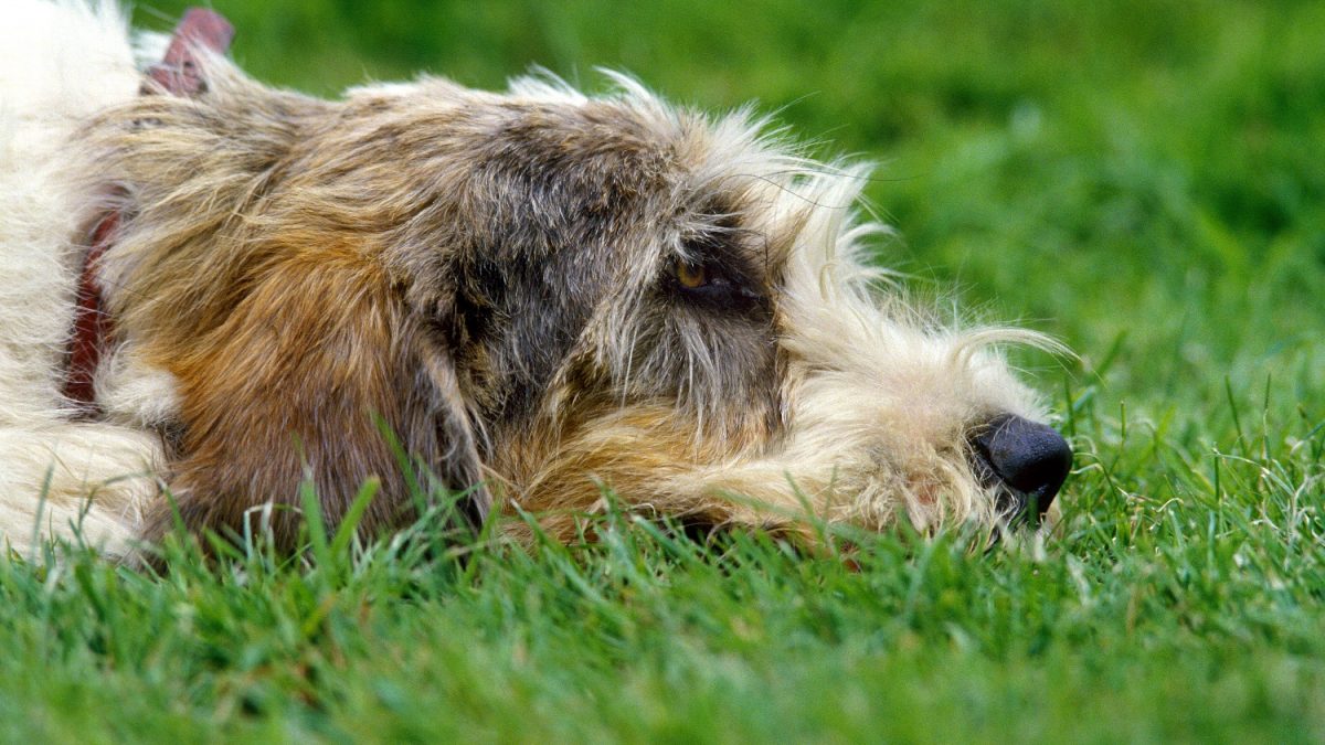 De hond wordt ouder en ook de rekening sluipt omhoog 2 Grand-Basset-Griffon-Vendeen-Depositphotos_348249746_S