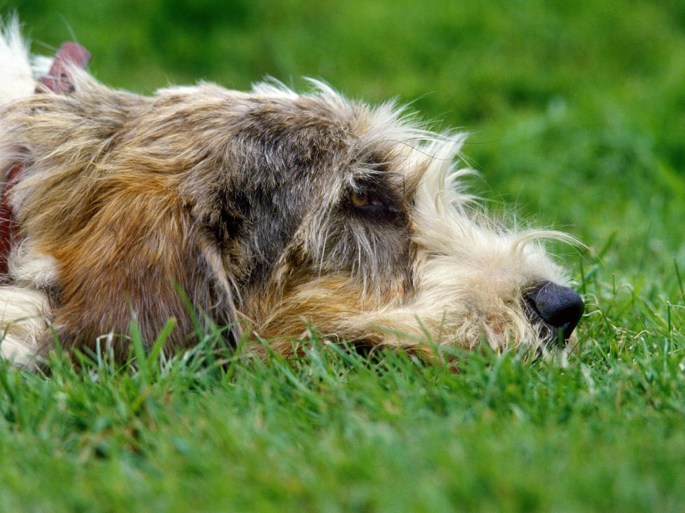 Grand-Basset-Griffon-Vendeen-Depositphotos_348249746_S