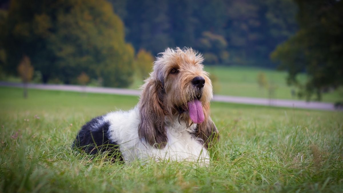 Grand Basset Griffon Vendeen Depositphotos_472922812_S