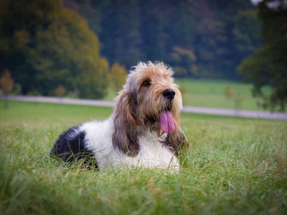 Grand Basset Griffon Vendeen Depositphotos_472922812_S