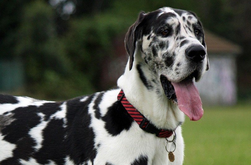 Great Dane behoort tot de 10 vlugste hondenrassen ter wereld